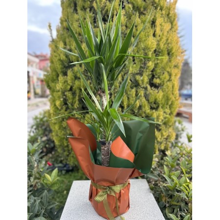2'li Yucca Ağacı